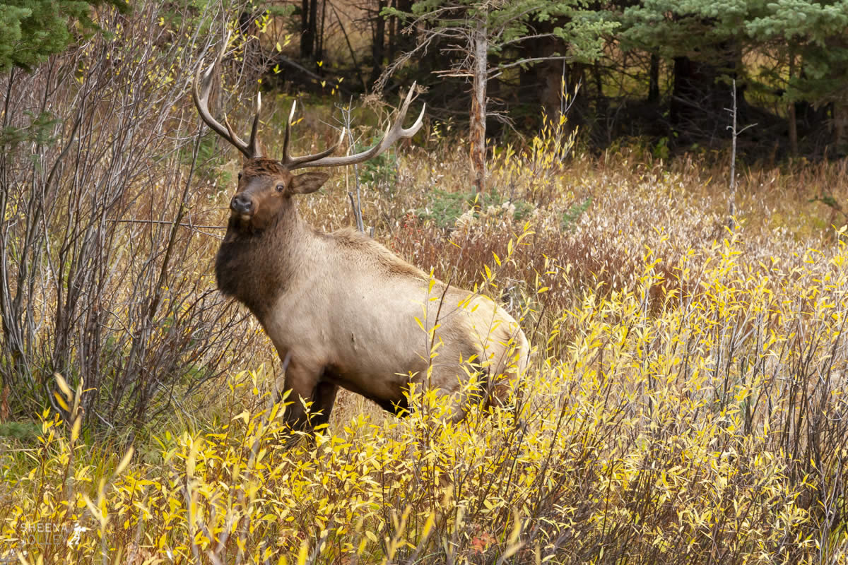 The Adaptable Elk.jpg - Yellowstone & Utah